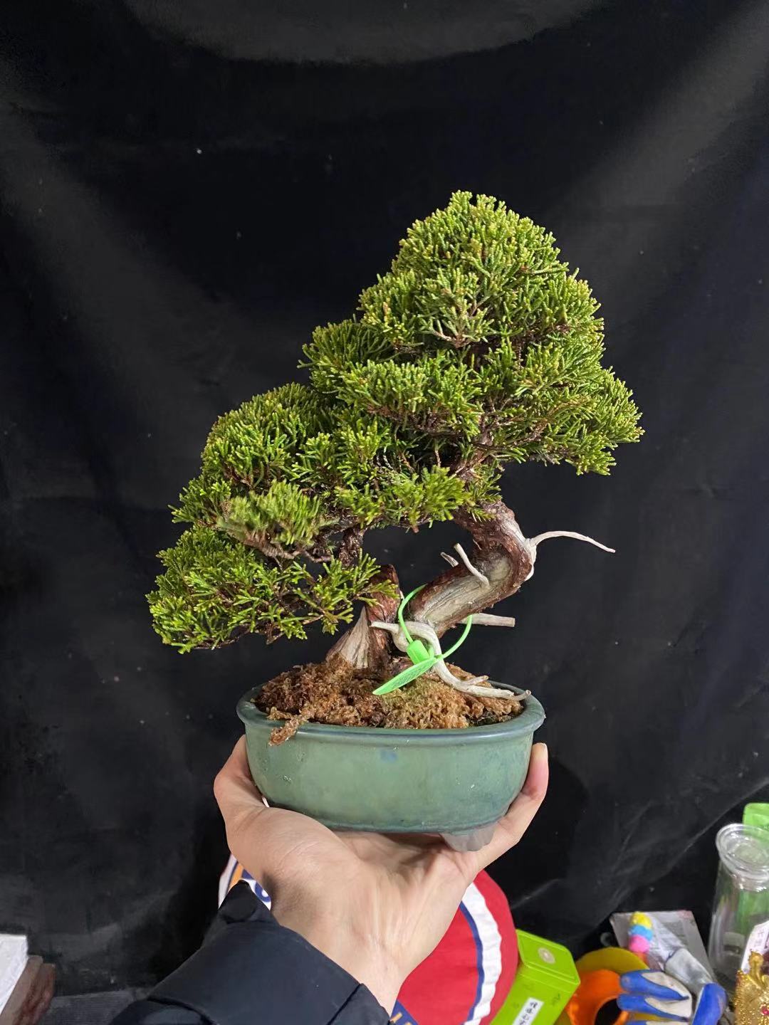 日本造型花卉长青四季绿植盆栽微型盆景真柏绿植