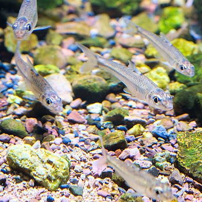 冷水宠物鱼群冷水鱼鱼点纹银鮈花点小鮈原生中下层鱼