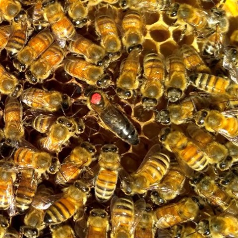 意蜂蜂王 高产蜜王 新产卵王 生产王 新开产王 蜜蜂王(黑色.花色)