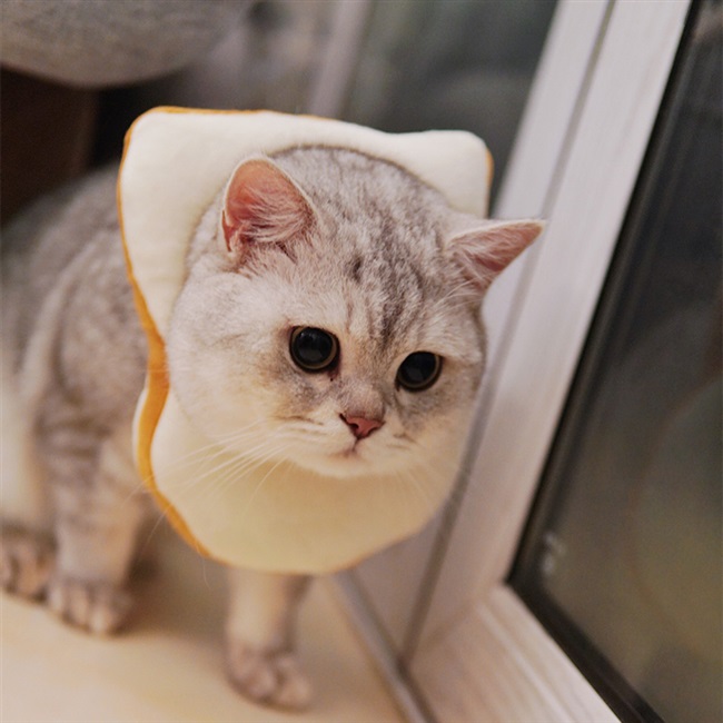 可爱猫咪吐司面包片头套围脖卖萌宠物项圈不规则项圈