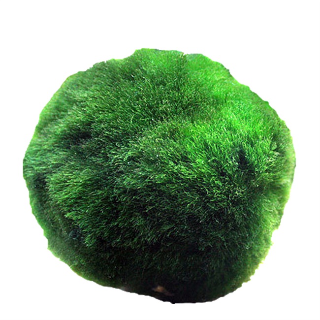 生态鱼缸海藻造景养鱼鱼虾绿澡瓶装装饰水草水草