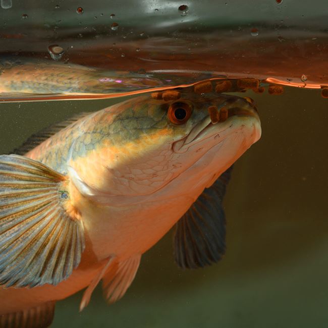 饲料小型热带鱼推荐雷龙鱼龙鱼观赏鱼牙鱼简易包装观赏鱼饲料