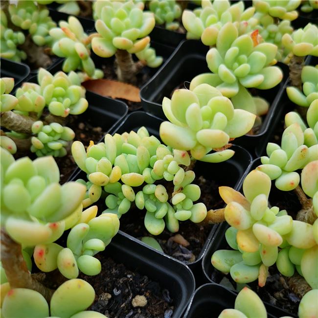 30不仅厘米凝脂莲多肉多头桩7盆果冻色有香味满包邮布蔓