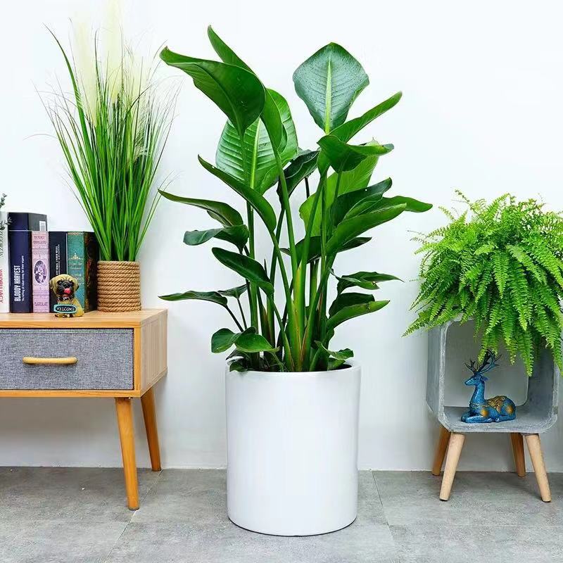 绿植植物办公室盆栽鹤望兰客厅花卉室内大型开业大型绿植