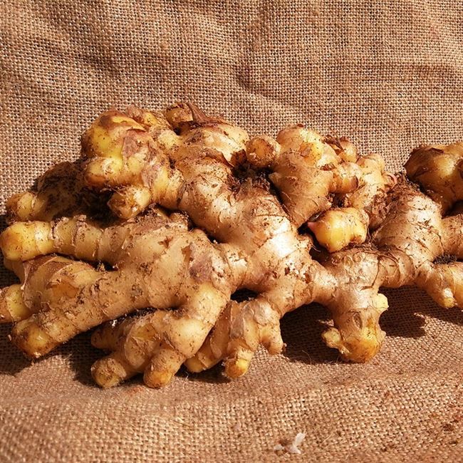 9斤云南小黄姜生姜老姜月子姜罗平姜农家自种新鲜土姜姜黄鲜姜.