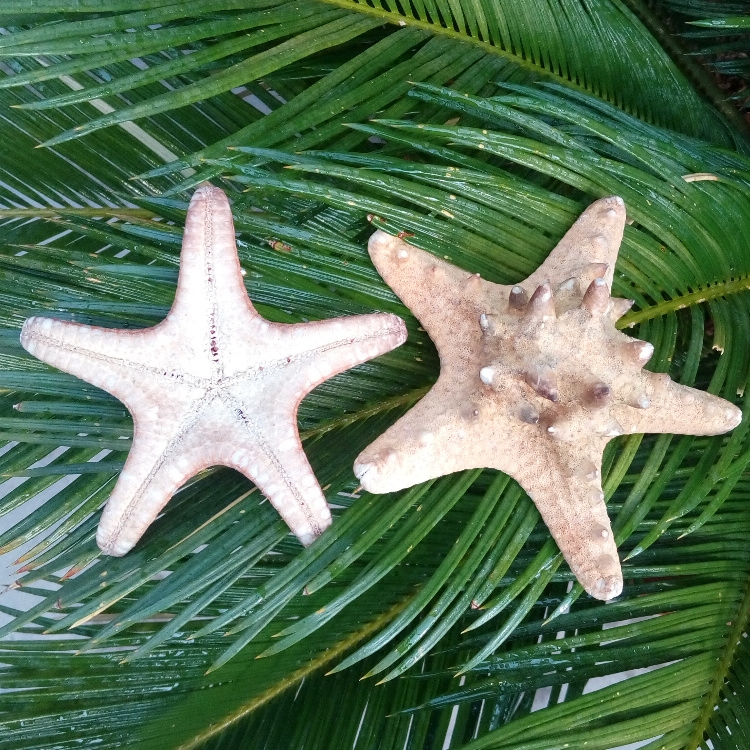 海星天然面包标本霸王橱窗装饰道具拍摄海螺海螺