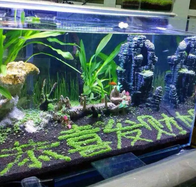 鳌虾鱼缸水族造景底砂头装饰装饰布布景套餐珊瑚造景