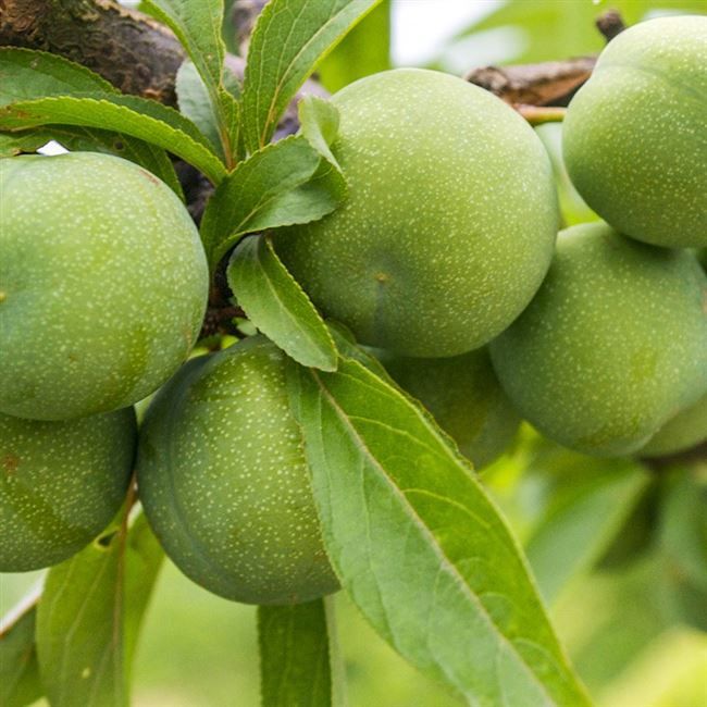 李子新鲜水果现货四川本地非茵宜宾重庆巫山礼品袋