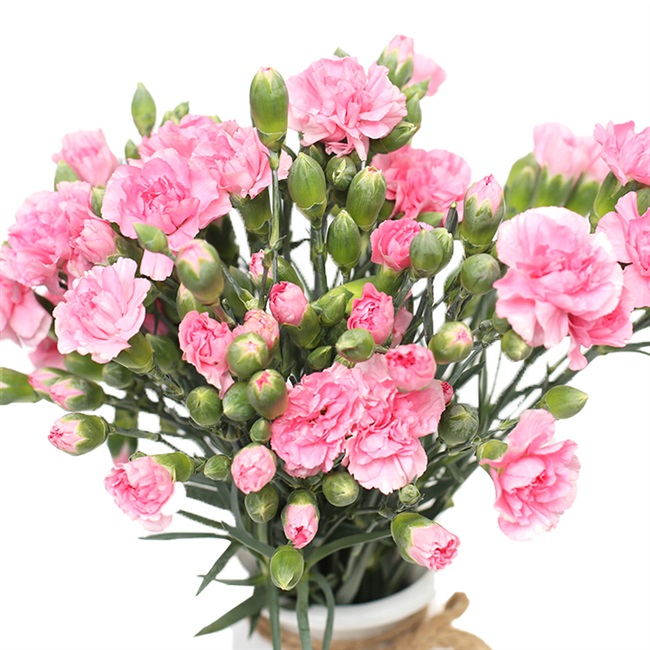 康乃馨妈妈多头单多头家用水养三八节母亲节速递同城鲜花速递同城