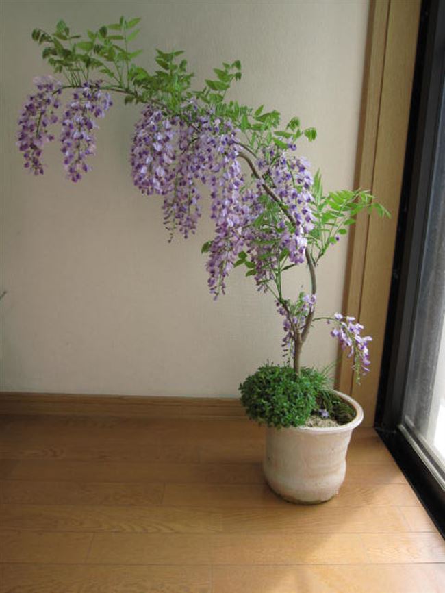 紫藤树苗2019新货多花紫藤花盆栽紫藤萝庭院爬藤花卉