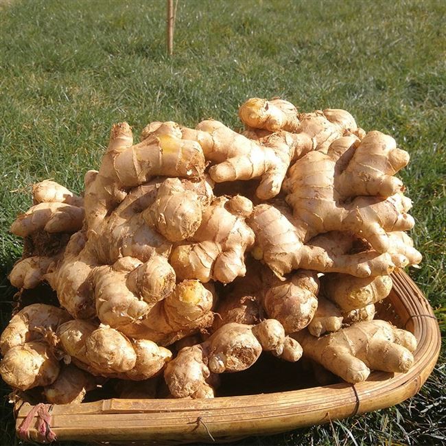 9斤云南小黄姜生姜老姜月子姜罗平姜农家自种新鲜土姜姜黄鲜姜.