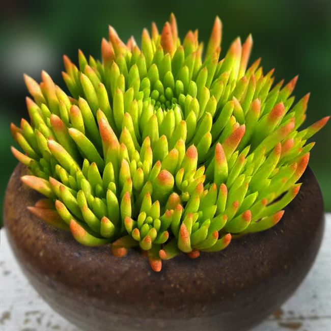 日本购秀女多肉植物昭和景天瓦松群生长生草一物一拍向阳派绿植花