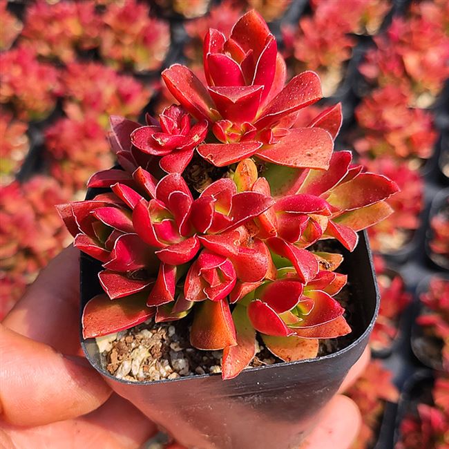 爆盆红叶多头群生颗粒控养多肉植物促销满包邮多肉植物