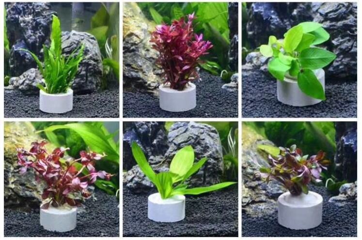 固定陶瓷鱼缸水草底座懒人造景定植大号瓷杯水草