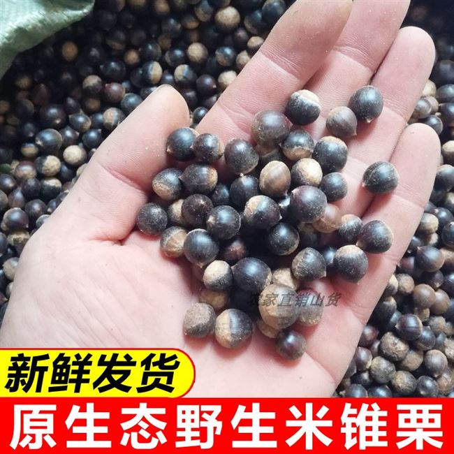 锥子坚果新鲜野生锥栗锥果圆子勾栗刺锥毛栗子新鲜板栗
