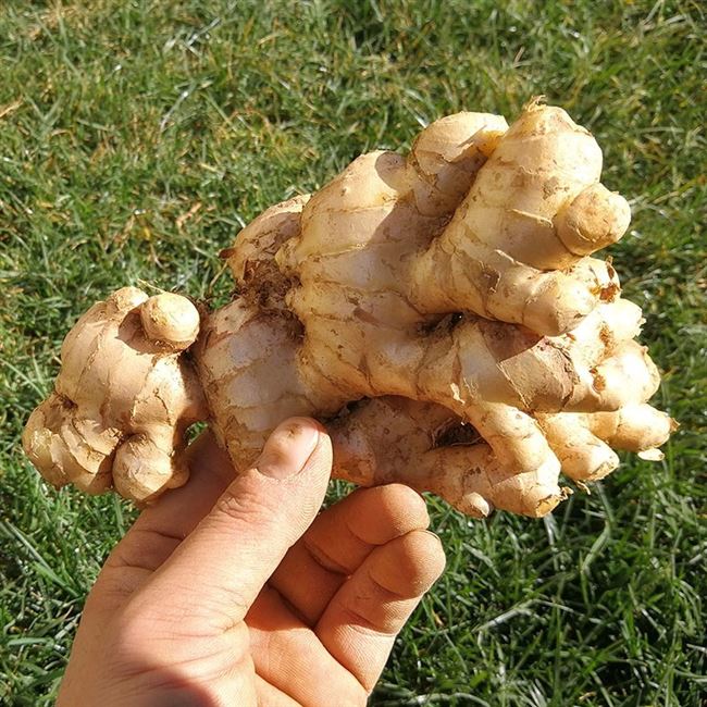 9斤云南小黄姜生姜老姜月子姜罗平姜农家自种新鲜土姜姜黄鲜姜.