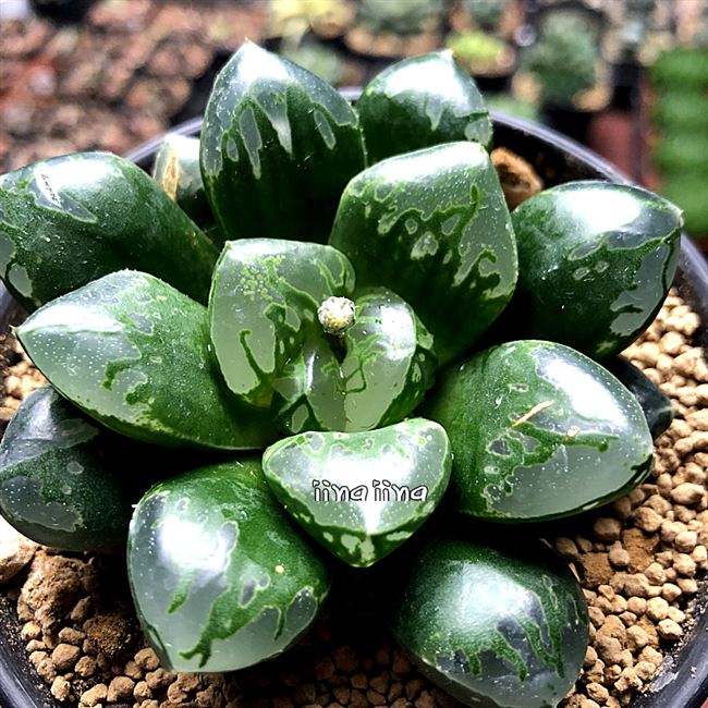 日本购绿焰寿稀有品种绿焰纹路粗而干净窗美十二卷多肉植物组培精