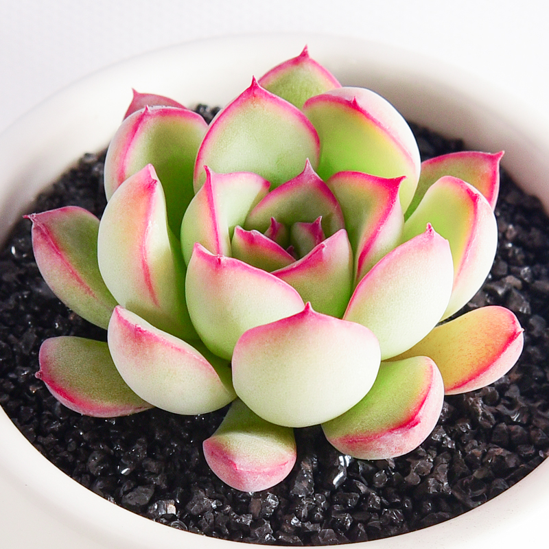 植物多肉阳台组合花月月夜室内肉肉盆栽嘟嘟多肉植物