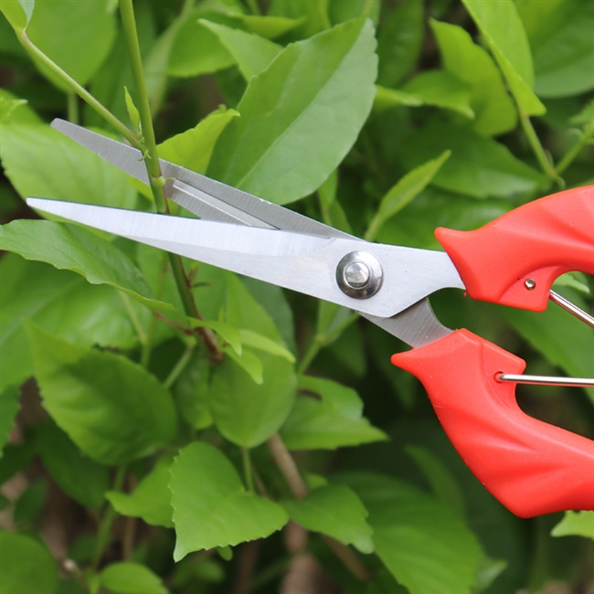 剪刀园艺工具工具树树木剪枝修枝园林花剪水果剪刀