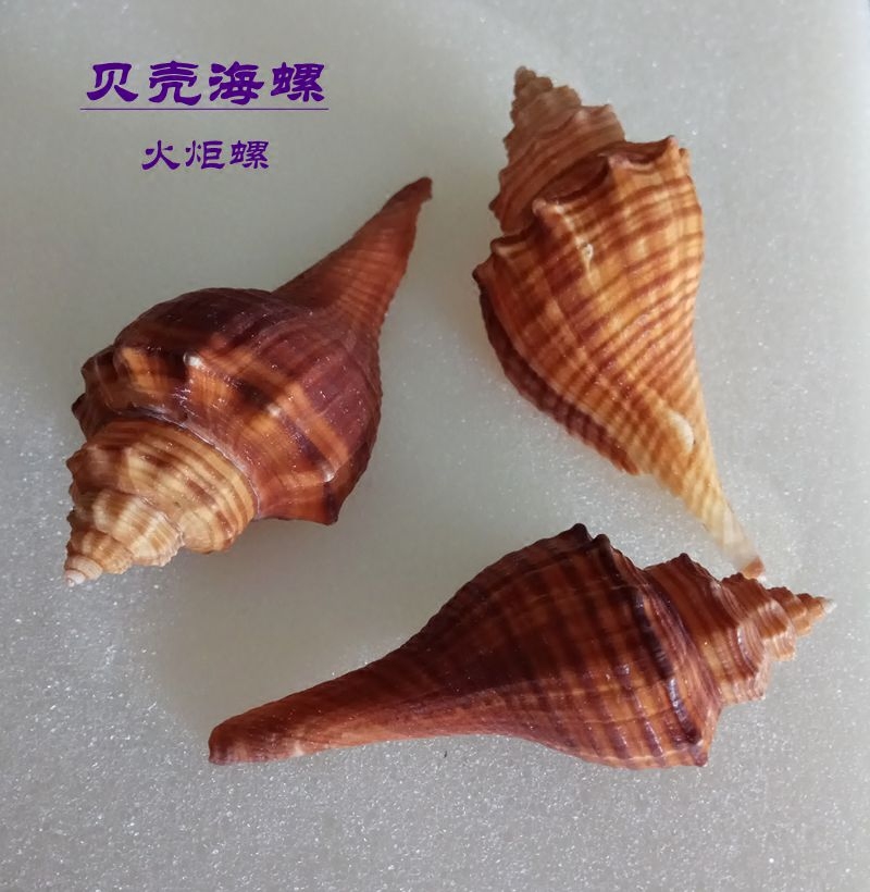 贝壳35元包邮海螺火炬螺长厘米深海鱼缸造景海螺