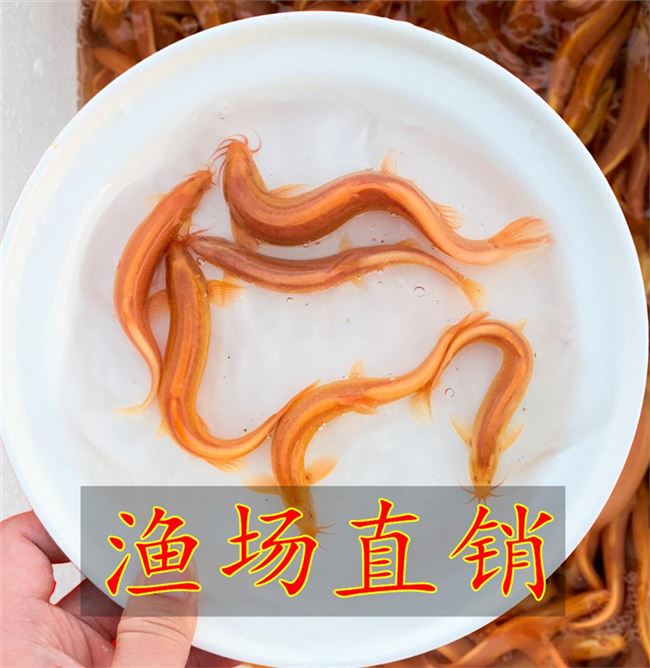 观赏黄金小泥鳅 变异金泥鳅苗易活 金色泥鳅苗土豪金泥鳅