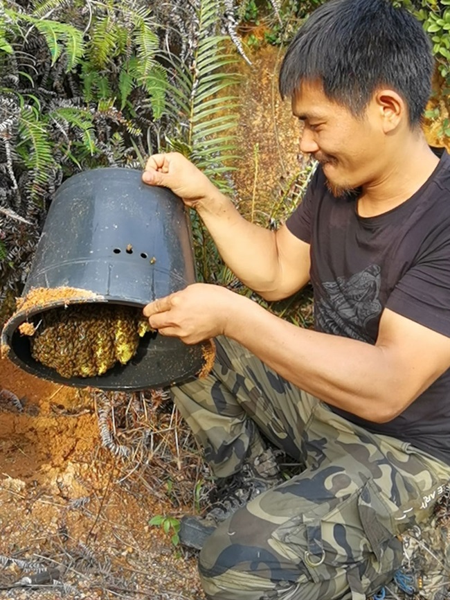 养蜂黑色蜂蜡诱蜂桶黑色涂中开孔招蜂桶放山上胶桶诱蜂工具