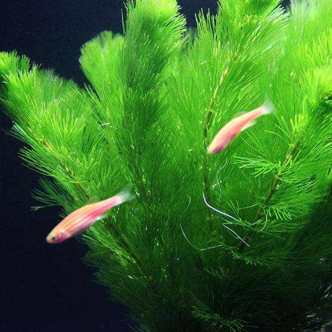 有茎类新手阴性造景水草绿菊蜈蚣矮珍珠水榕大宝塔鹿角铁椒草包邮