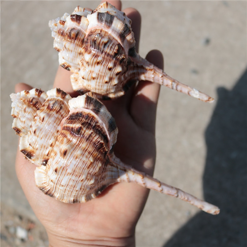 天然海螺贝壳大烟烟斗螺卷贝鱼专用水族装饰品海螺