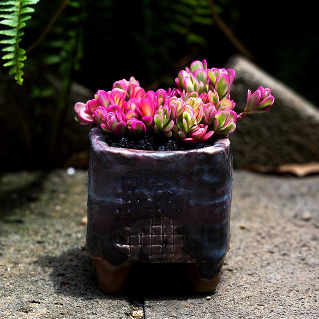 【太阳花锦 树脂盆 土 肥】彩虹多肉植物混色太阳花绿植花卉盆栽