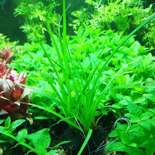 余老大新手懒人适合入缸成上手易养易水剑泰国水草水草