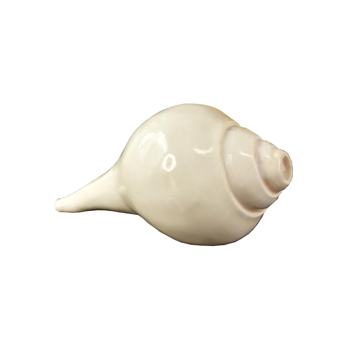 海螺藏传佛教密宗法器尼泊尔佛家右旋生物摆件