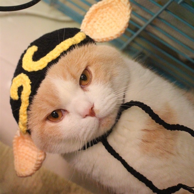 宠物小猫帽子头套美短英短加菲蓝猫帽子