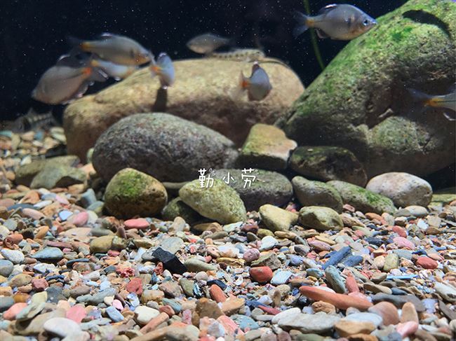 原生溪流鱼缸底沙石头造景石造景流沙沙彩化妆造景