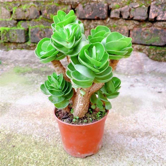 多肉植物金钱木大老桩【金钱木老桩 陶瓷花盆 营养土】带盆栽好发