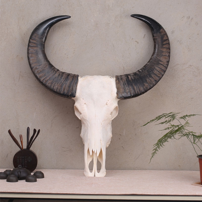 天然水牛头挂件 工艺品店铺墙上装饰品牛头骨标本 挂饰壁挂水牛头