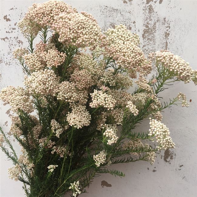 米花大束纯天然品质干花云南基地ins风简简约干花