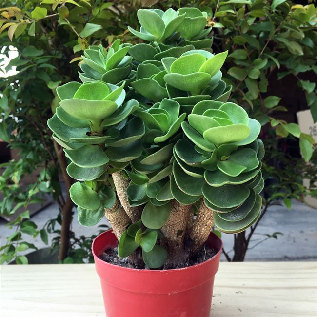 多肉植物金钱木大老桩【金钱木老桩 陶瓷花盆 营养土】带盆栽好发
