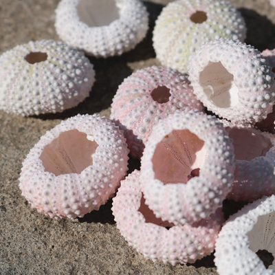 天然梦幻海胆 粉红海胆壳 橱窗设计装饰 diy墙贴装潢 地中海家居