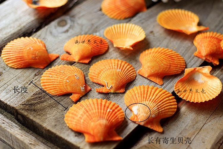 天然彩色扇贝37cm橘黄色贝壳海鱼缸造景摄影道具海螺