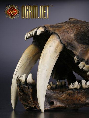 奥格瑞玛 启示录系列 金标精工 1:1剑齿虎头骨模型沥青矿版