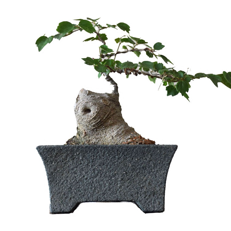 青石石头天然盆景盆山长石盆栽方长石造景桌面花盆