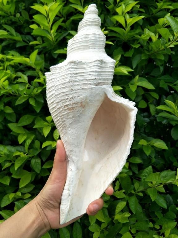 送一包角公天然海螺贝壳道士法器专用号角收藏海螺