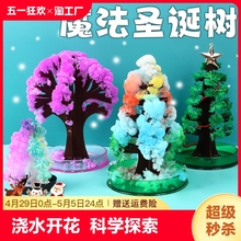 Blooming Colorful Christmas Tree Watering for Growth