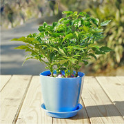 小幸福树盆栽包邮 平安树  净化空气 吸附甲醛防辐射 观叶植物