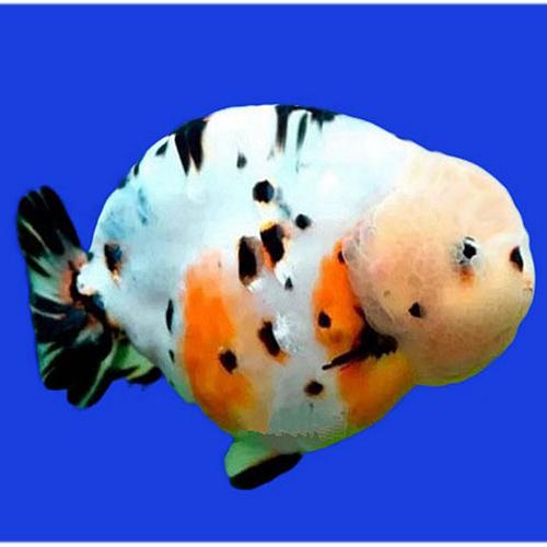 Live special ultra-link