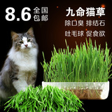 猫草猫咪去毛球调理肠胃猫薄荷营养猫草种子