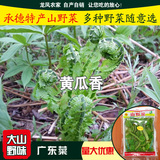 承德特产 山野菜广东菜荚果蕨新鲜嫩黄瓜香