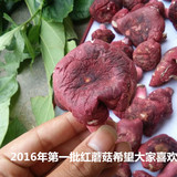 广西博白 野生红菇干货 红蘑菇红椎菌土特产