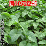 大叶空心菜种子阳台盆栽种植空心菜四季种植