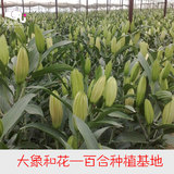 百合花鲜花 包月送4次 单次59元顺丰包邮